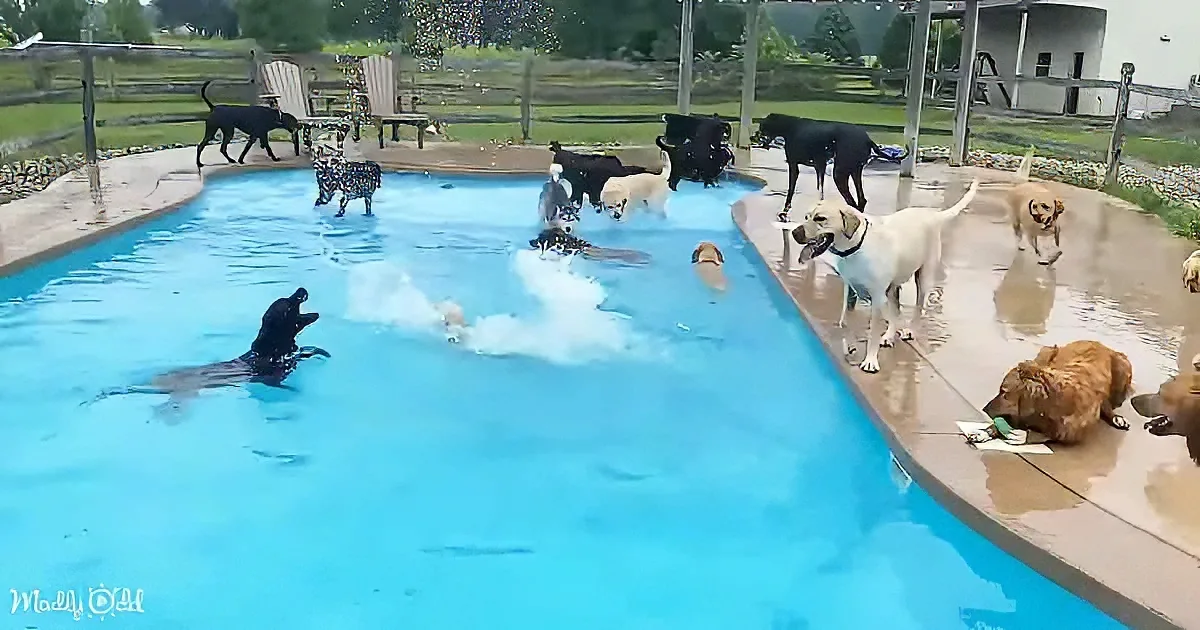 A group of dogs are playing and splashing in a swimming pool on a rainy day.