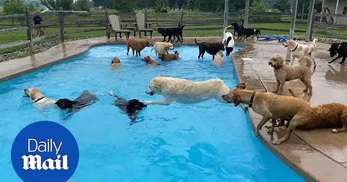 Daycare in Michigan Transforms Into a Pool Party With 39 Joyful Dogs