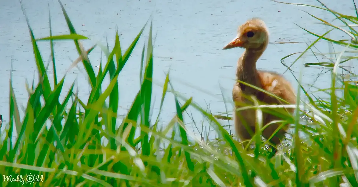 A fluffy bird chick stands amidst tall green grass near a calm body of water.
