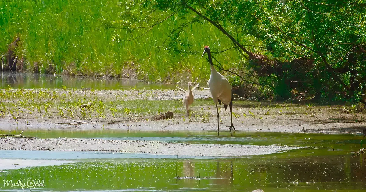 A majestic crane stands near a pond, surrounded by lush greenery and two smaller birds nearby.