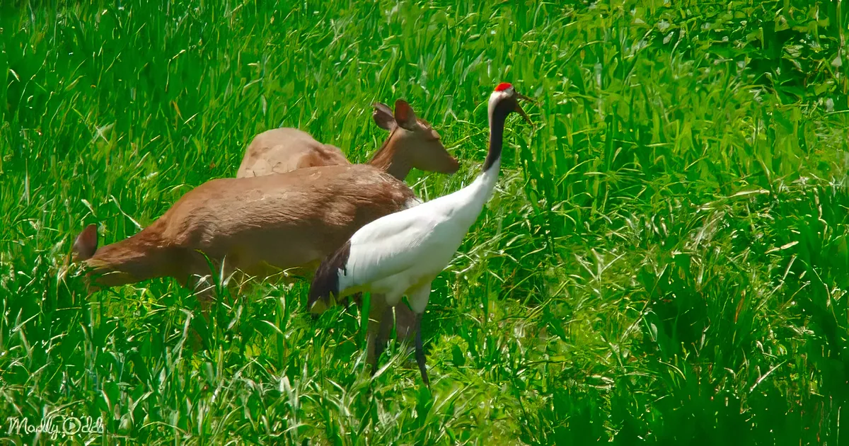 A white crane with a red patch on its head stands amidst green grass, near two deer grazing.