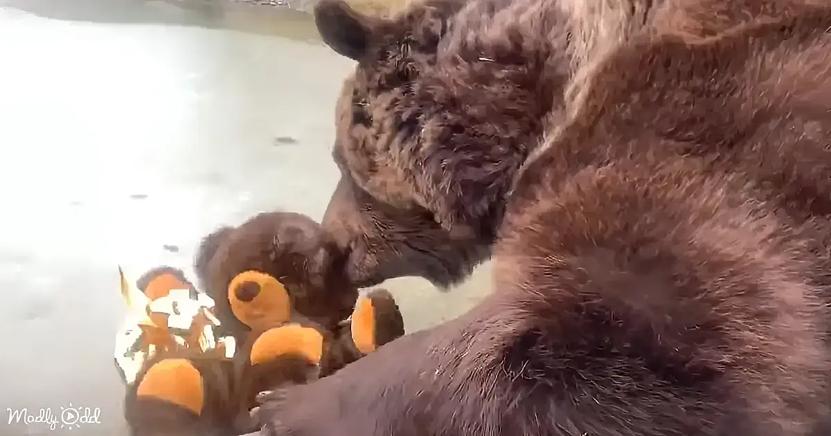 A bear is holding and inspecting a small, orange, plush toy in its paws.