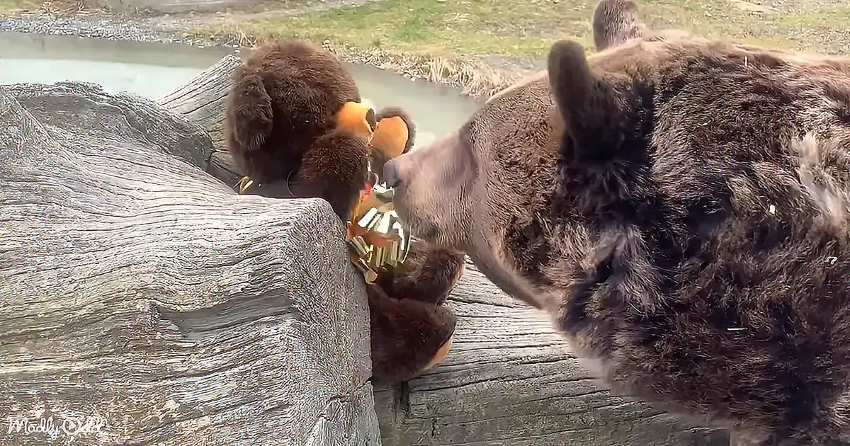 A bear is holding a toy in its mouth, with another bear nearby, both on a log near water.