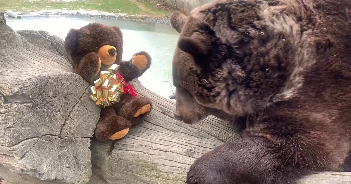 Leo and the Adorable Bear Encounter That Melted Hearts