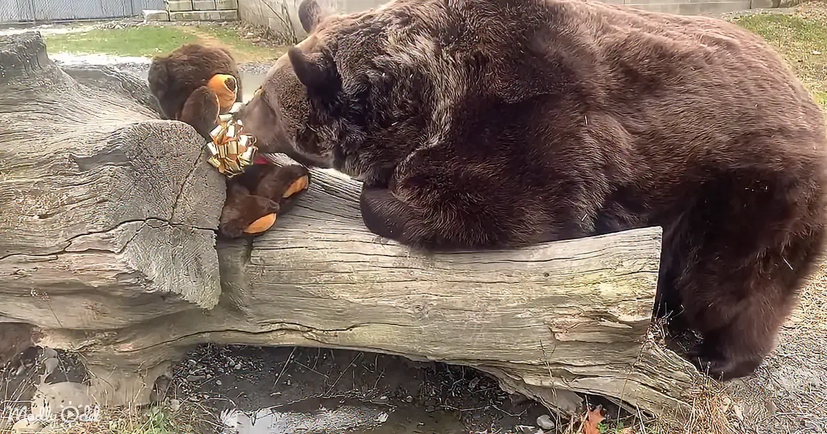 A large brown bear is lying on a log, interacting with a smaller bear and a stuffed toy nearby.