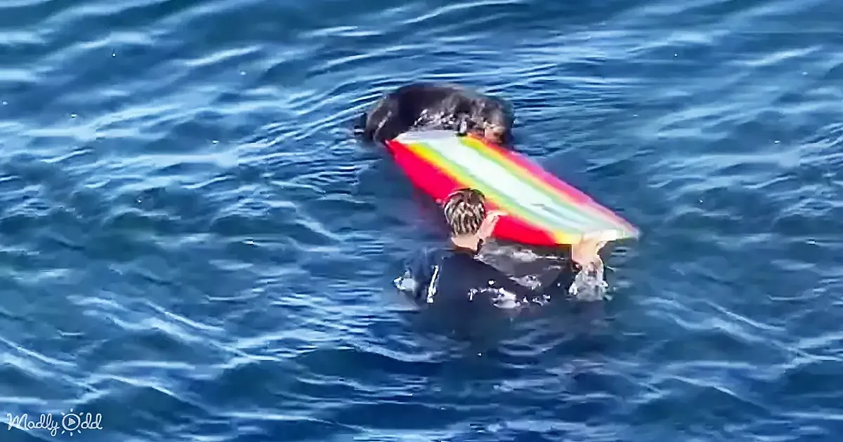 Two people in wetsuits are surfing on a colorful surfboard in the ocean.