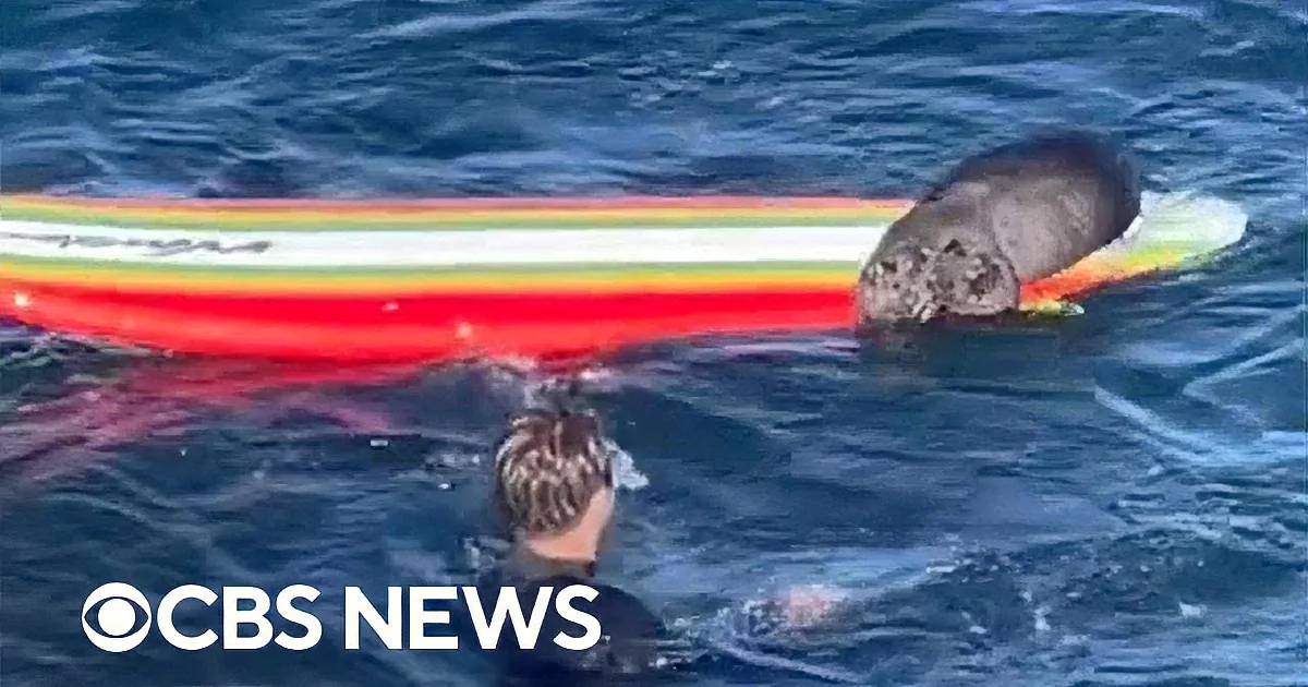 Bold Sea Otter Attempts Surfer Board Heist in Open Ocean