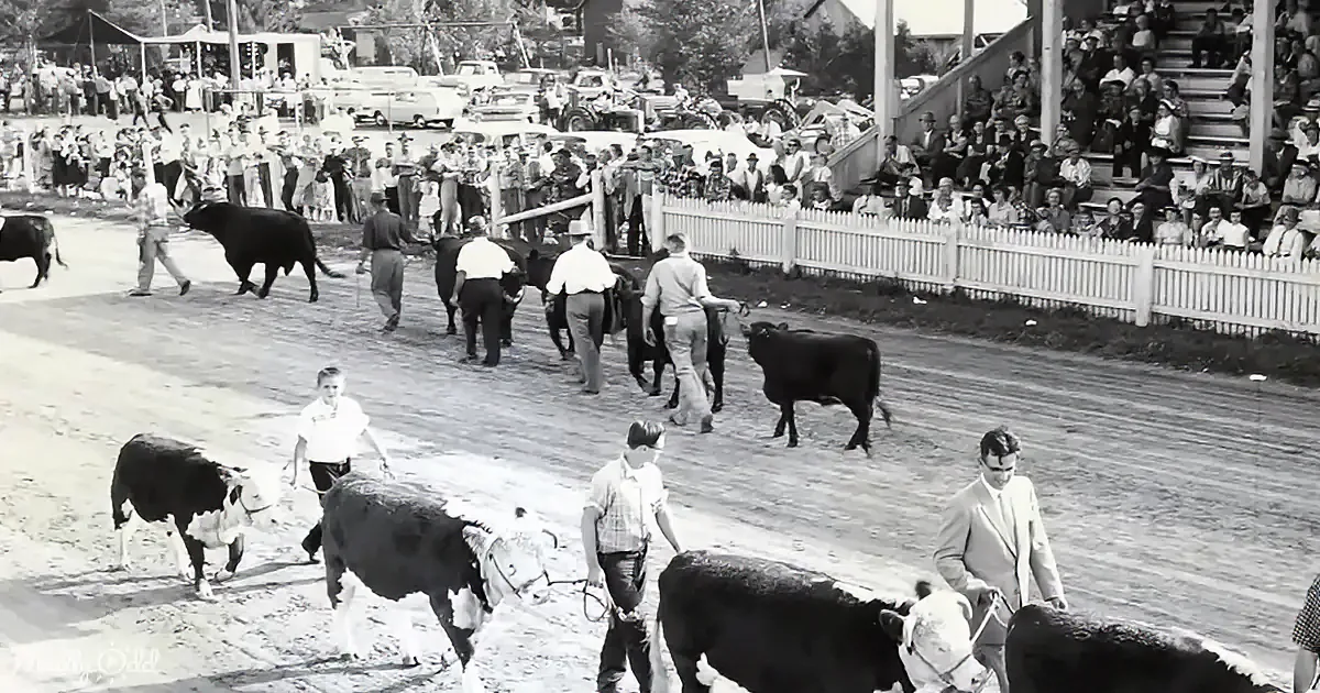 Men lead cattle through a dirt arena, surrounded by spectators in a rustic setting.