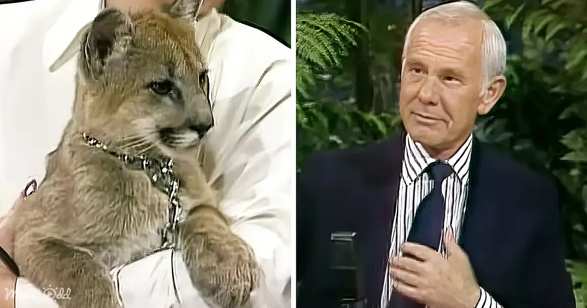 Baby Mountain Lion Stares Down Johnny Carson: Watch the Intense Encounter That Captivated Viewers in 1986