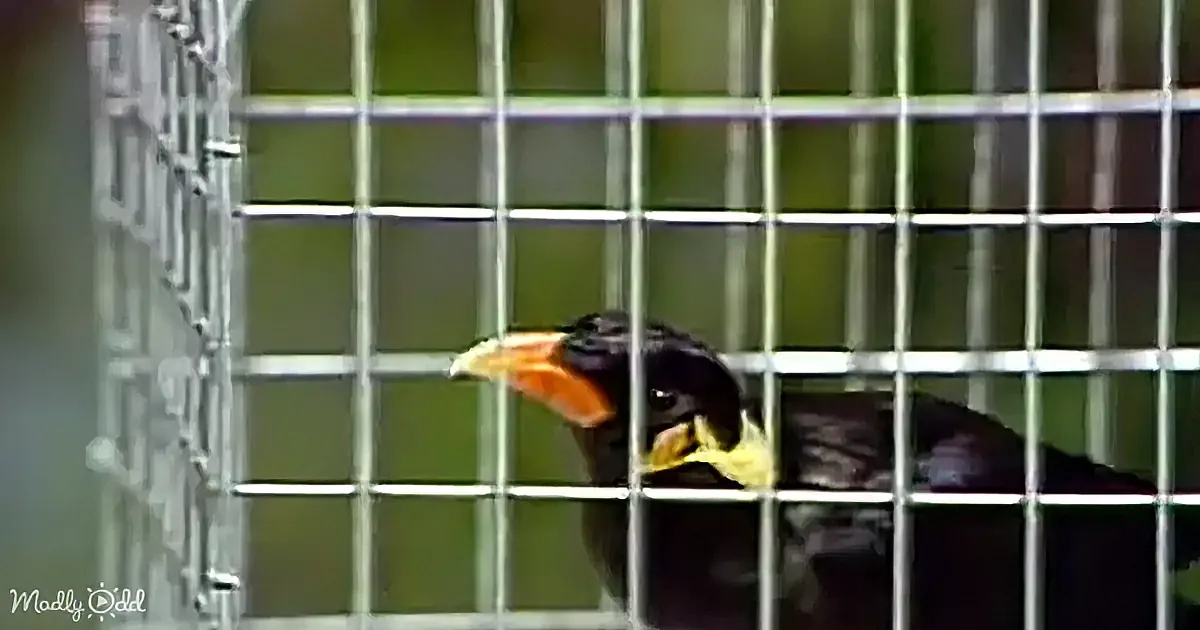 A bird with a bright orange beak and black feathers is perched inside a metal cage.