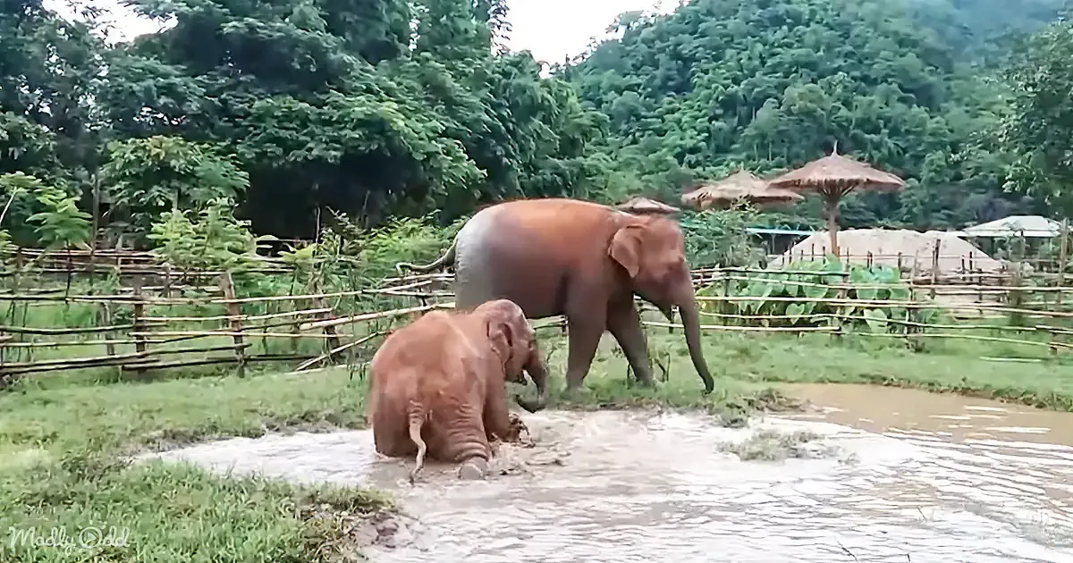 Two elephants, one sitting in water, the other standing nearby, in a fenced area with lush greenery and huts in the...
