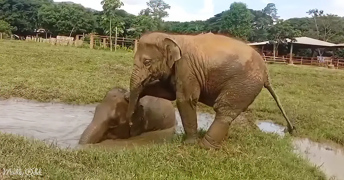 Two elephants, one standing and one lying in a small water puddle, surrounded by grass and trees.
