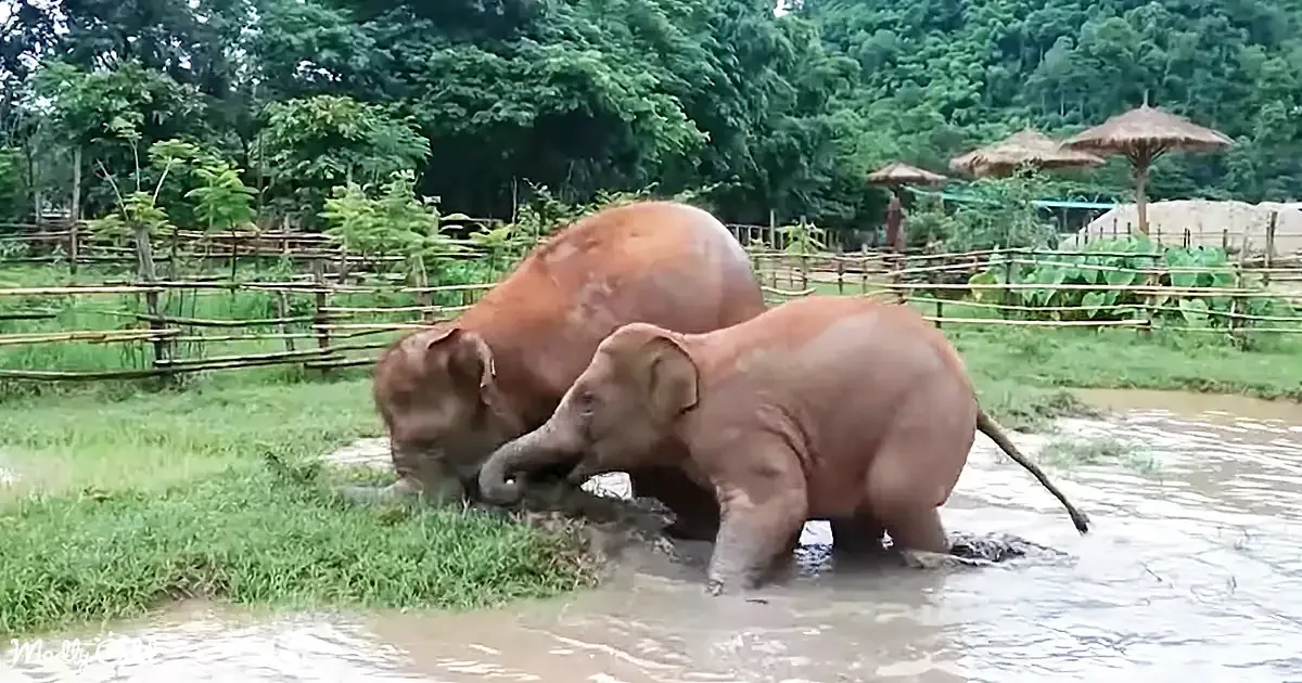 Playful Young Muddy Elephants Delighting in Nature's Simple Joys