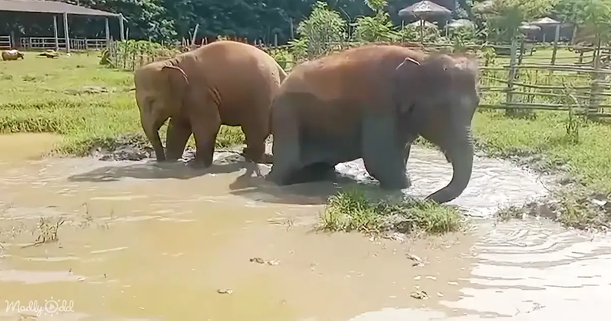 Two elephants are walking through a shallow muddy water area in a grassy enclosure.