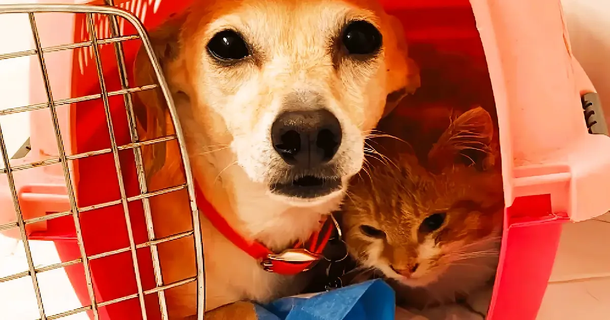 Mama Dog's Maternal Instinct Extends to All Babies After Separation From Pups