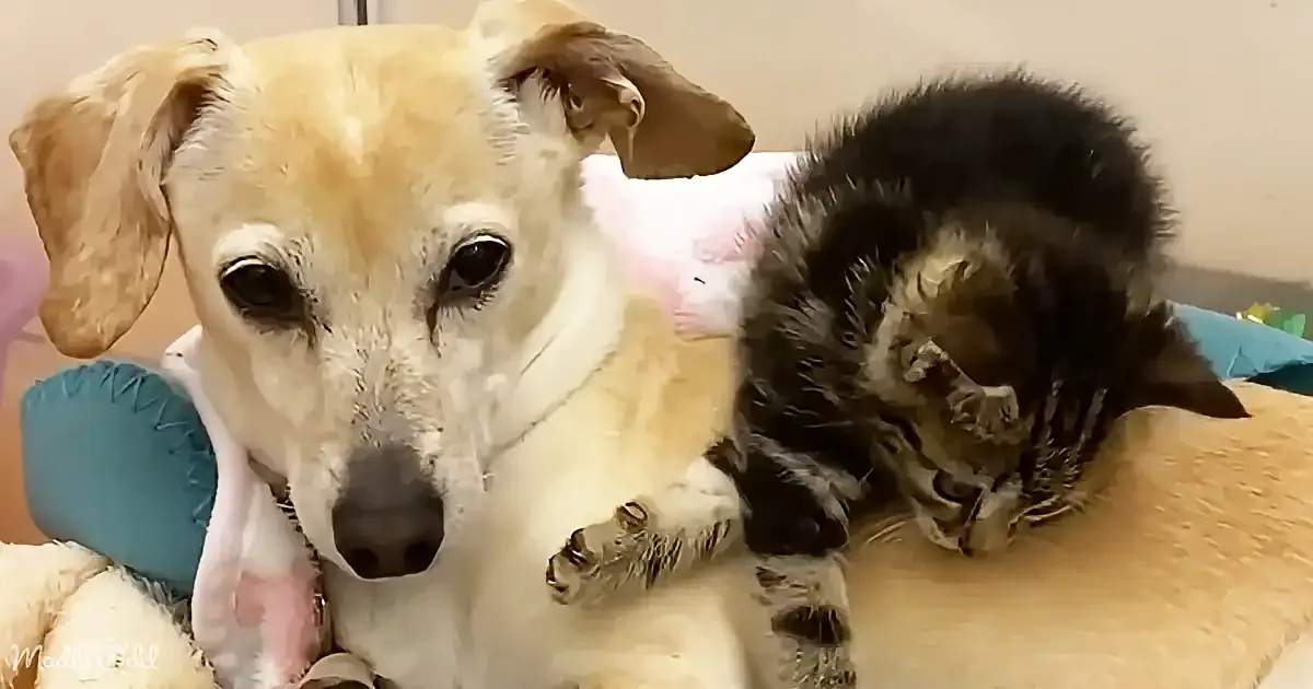 A dog and a kitten are cuddling together on a soft surface, with the dog looking directly at the camera.