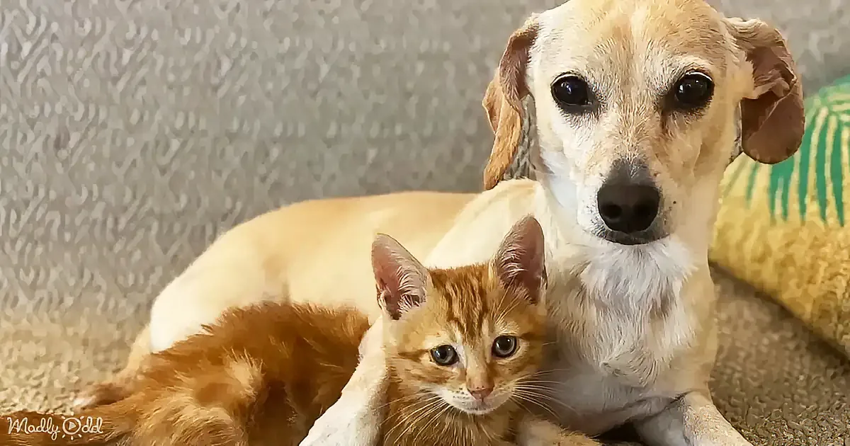 A light brown dog and an orange kitten are cuddling together on a couch.