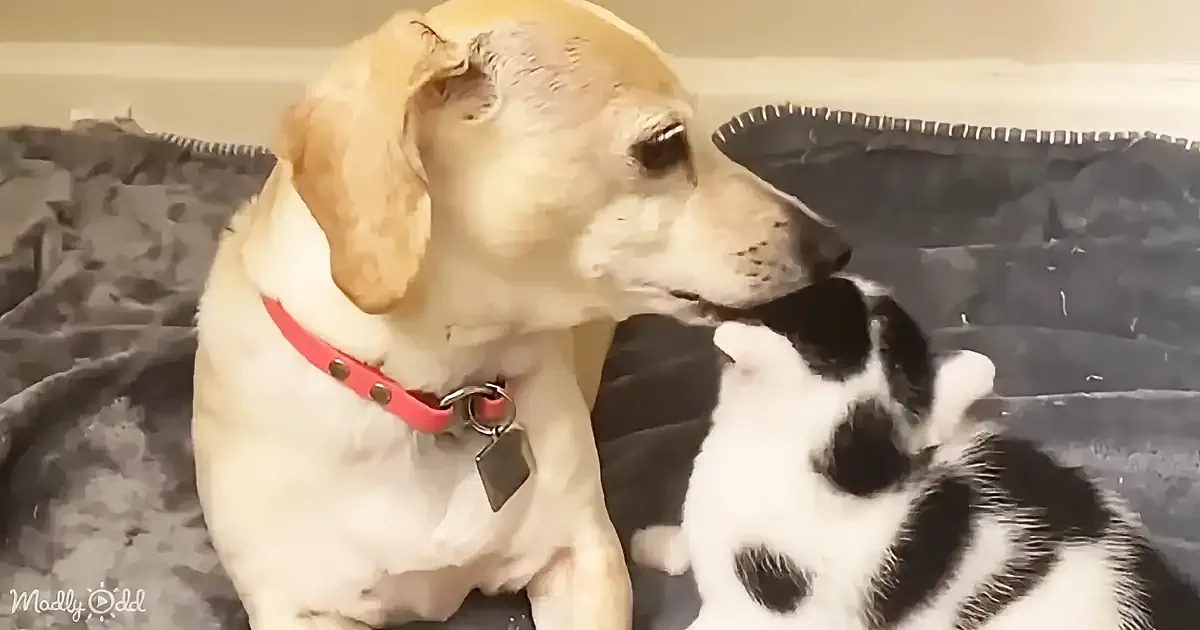 A light-colored dog wearing a red collar sits beside a black-and-white kitten on a dark blanket.