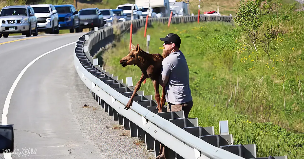 Man Stops Highway Traffic to Help Stranded Moose Baby Get Back to Mama