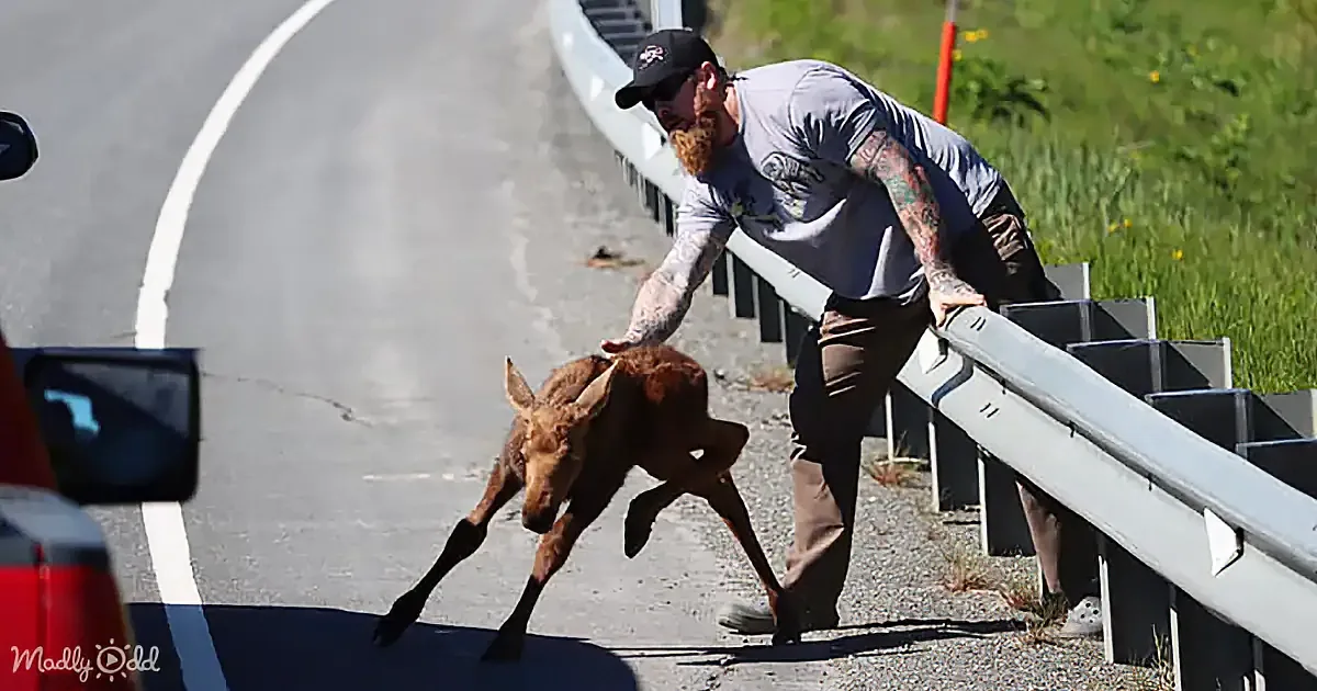 A man helps a baby moose cross a road, leaning over a guardrail.