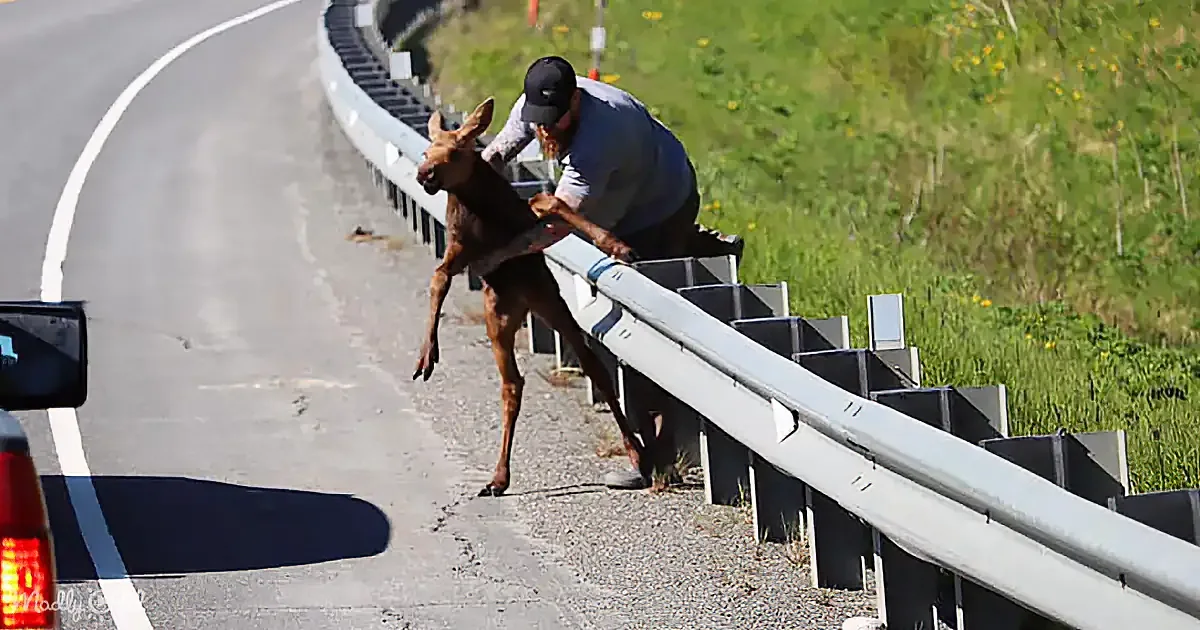 A man helps a young moose climb over a guardrail on a road.