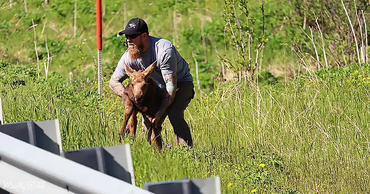 A man holds a young moose in a grassy field near a road barrier.