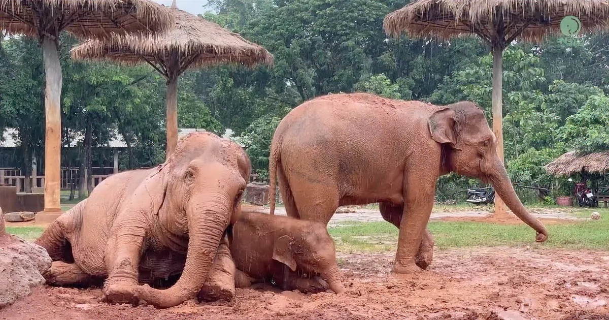 Baby Rescue Elephant Experiences Love and Freedom With Mom & Nanny