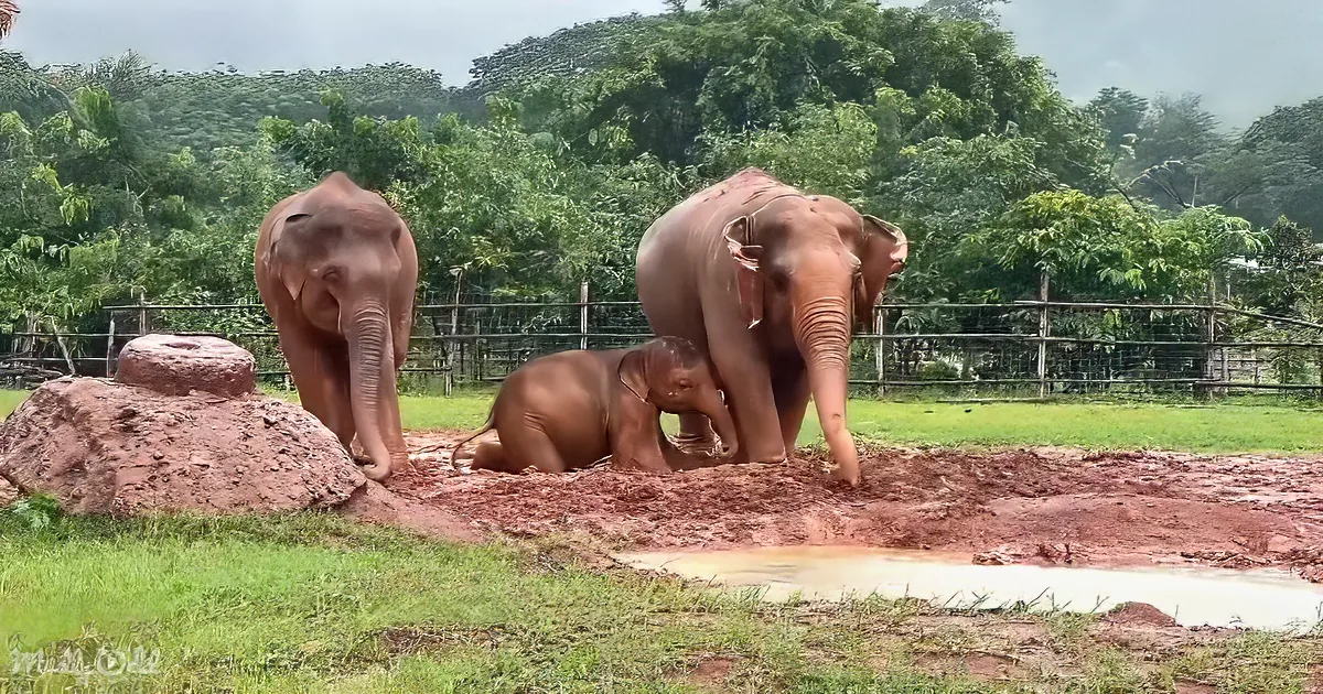 Three elephants, one baby, play in mud near a small water puddle in a grassy enclosure.