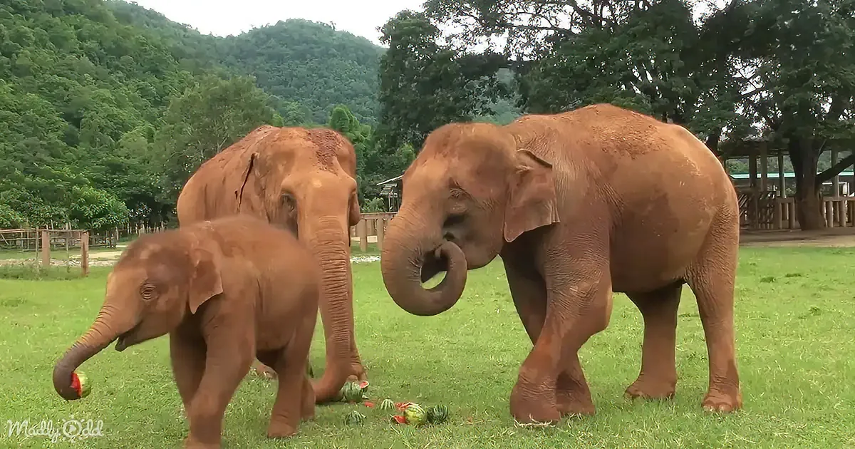 Three elephants, one baby, stand on grass near watermelon pieces, with trees and hills in the background.