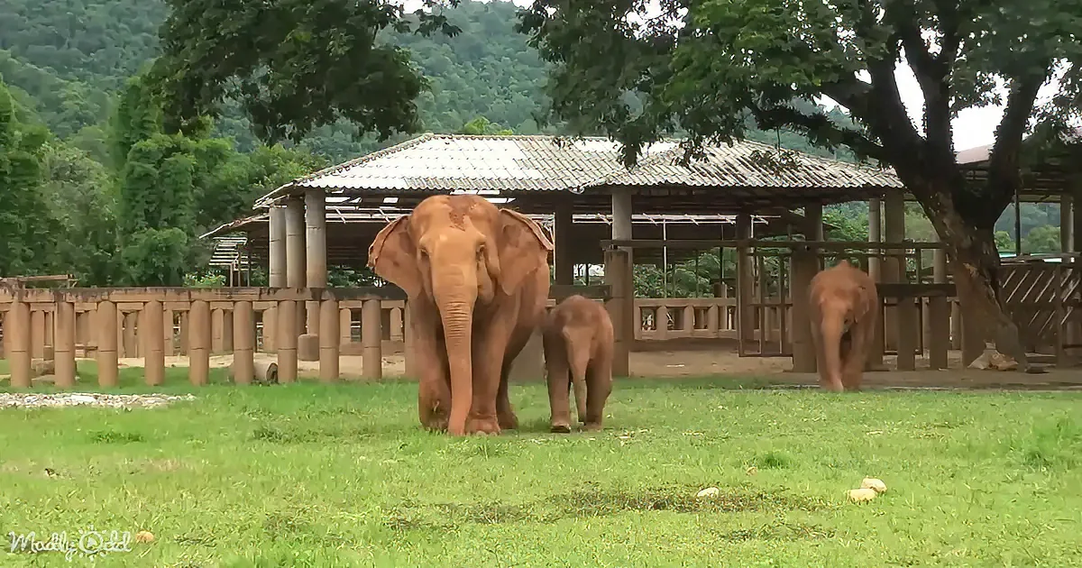 Three elephants, one large and two smaller, stand on a grassy field near a wooden structure with a corrugated roof.