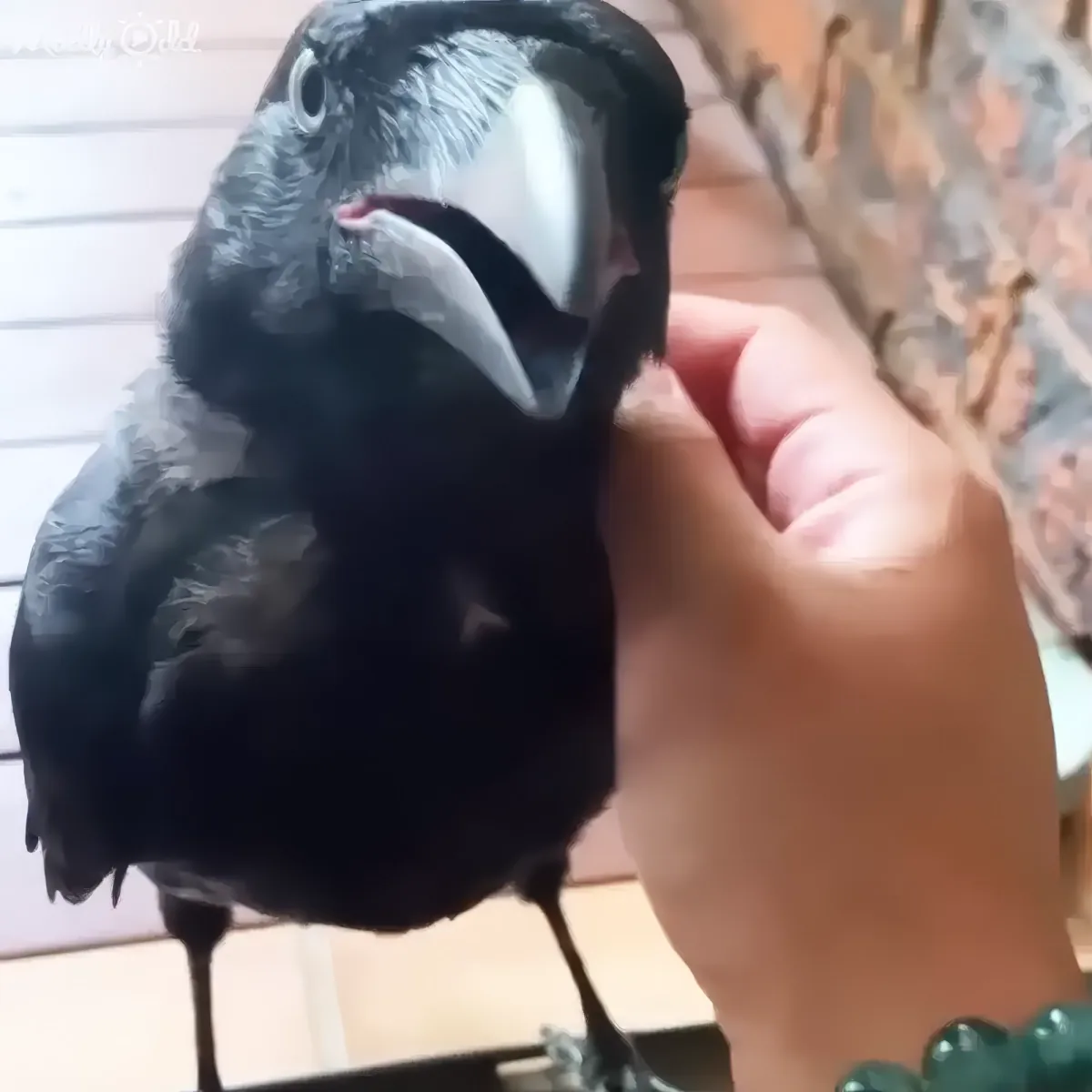 A black bird perched on a hand, with a white stripe on its face and a small branch in the background.