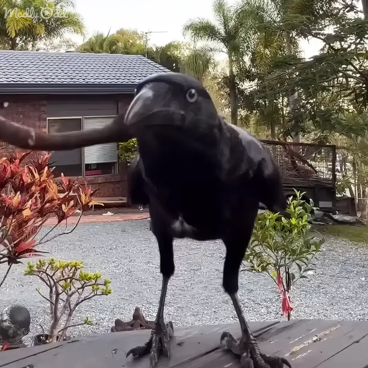 A black crow perched on a wooden surface, surrounded by plants and a house in the background.