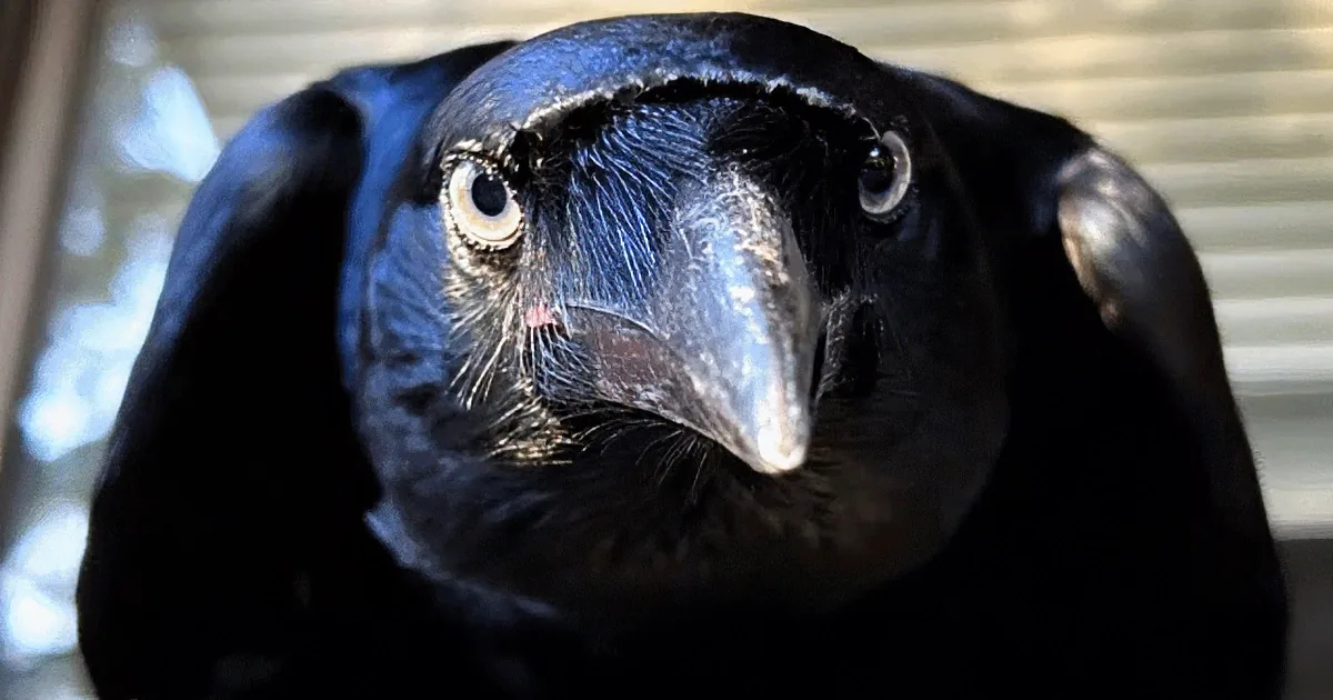 Feathered Alarm Clock Raven Gives Hilarious Wake-up Calls