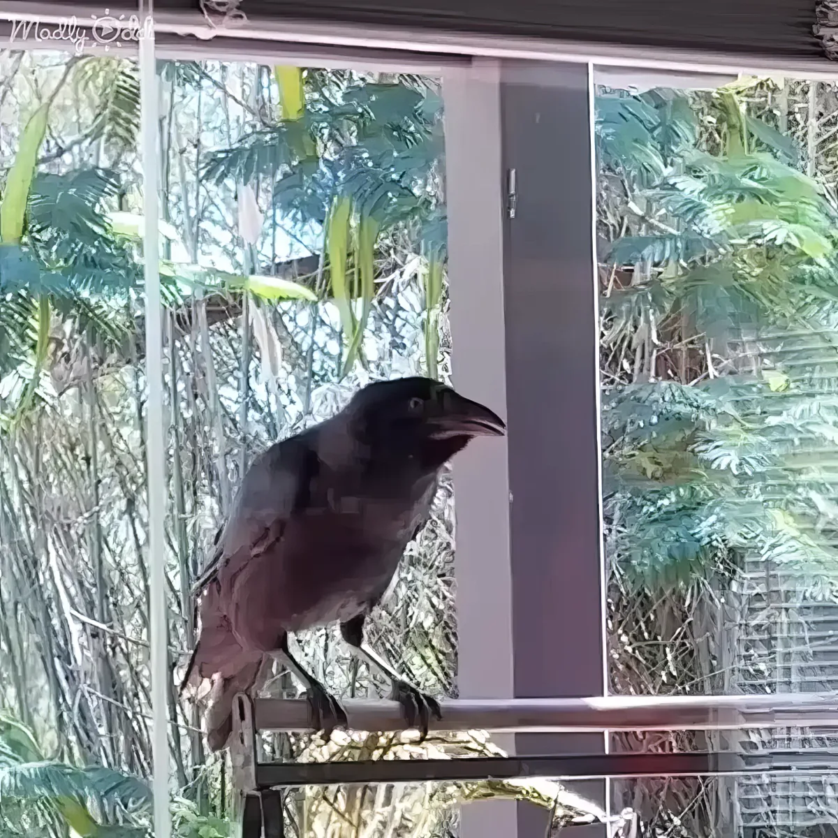 A crow perches on a railing, surrounded by lush greenery and a window frame.
