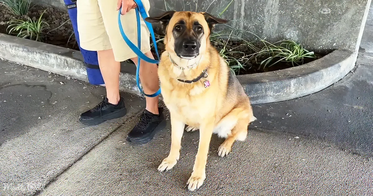 A German Shepherd dog sits on a sidewalk, wearing a blue leash held by a person in shorts and sneakers.