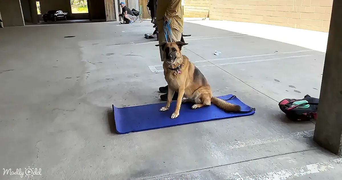 A German Shepherd sits on a blue mat in a parking lot, looking alert.