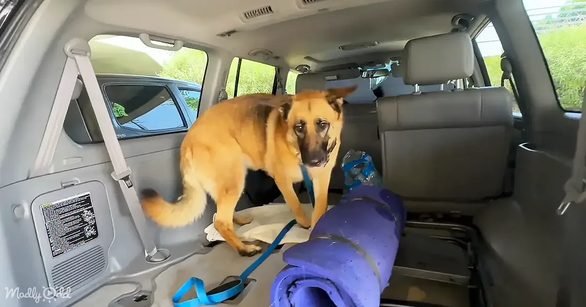 A German Shepherd stands in the back of a car, looking forward, with a blue leash and a rolled-up blue blanket nearby.