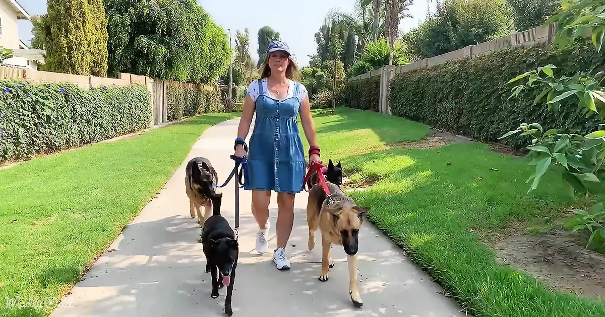 A woman in a blue dress walks three dogs on a sunny sidewalk lined with greenery.
