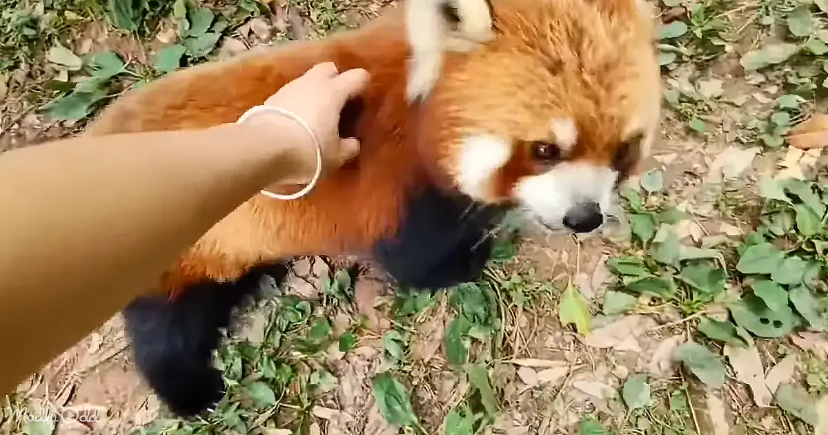 A person pets a red panda with a white wristband, surrounded by green foliage.