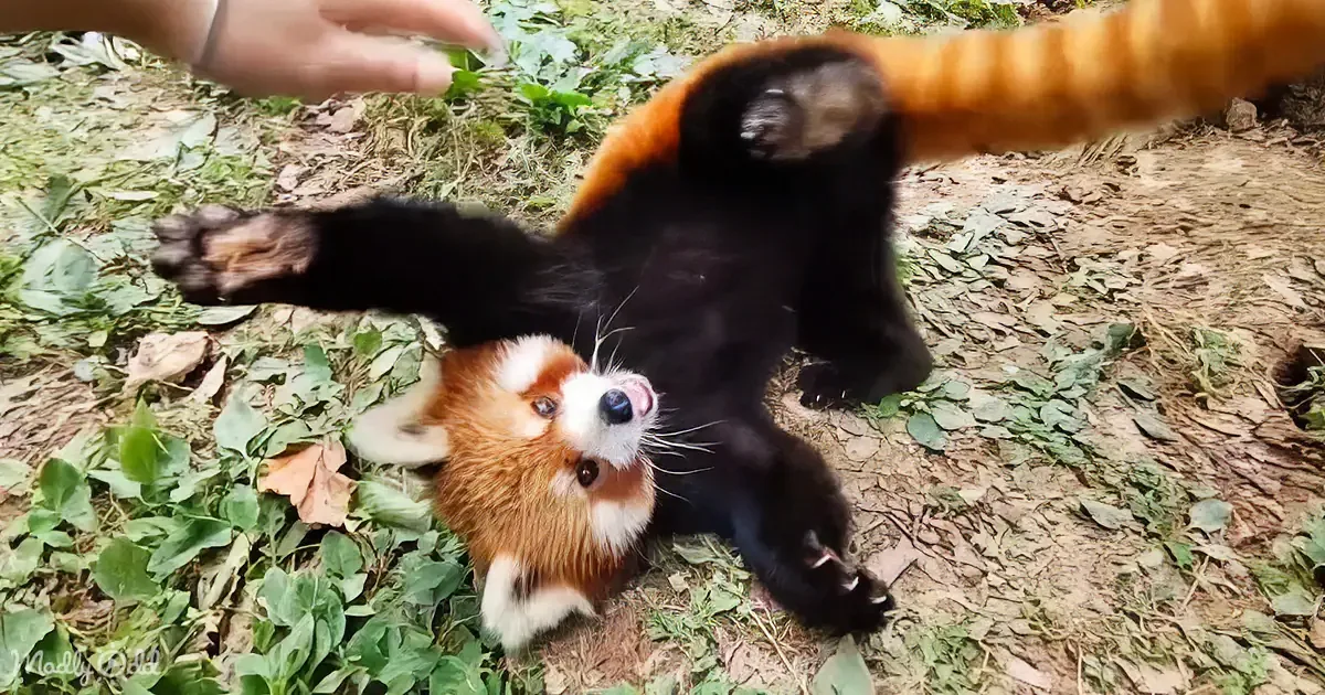 A playful red panda lies on its back, belly up, on a leafy ground, with its paws and tail stretched out.