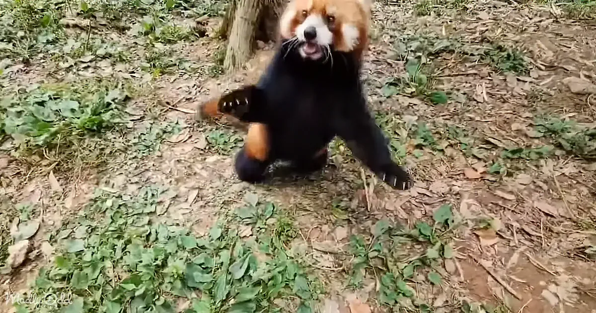 A red panda stands on its hind legs, mouth open, in a grassy area with scattered leaves.