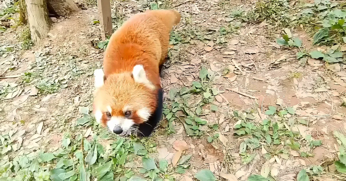 A red panda with a white face and black nose stands on a ground covered with leaves and small plants.