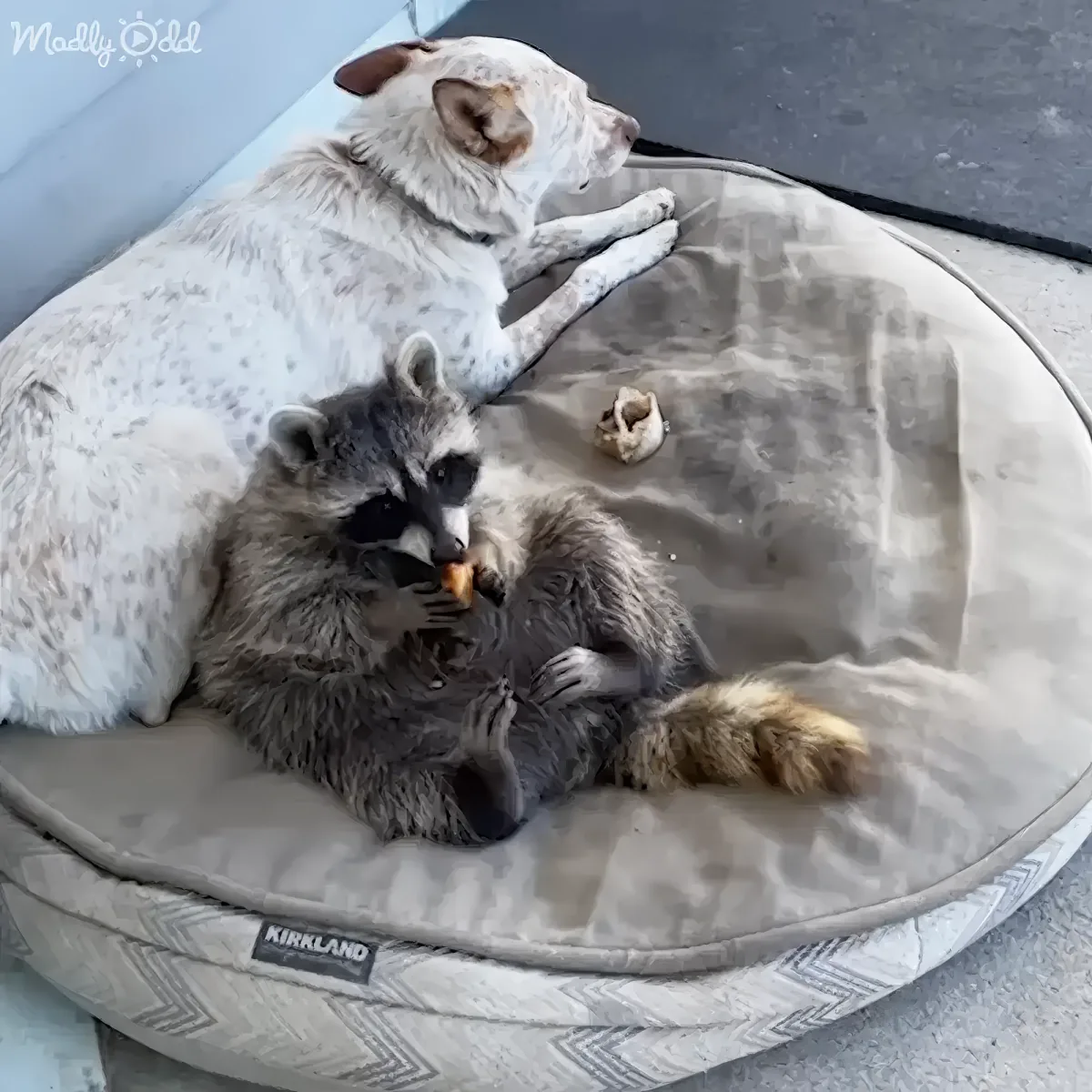 A raccoon and a dog are lying together on a dog bed, sharing a moment of companionship.