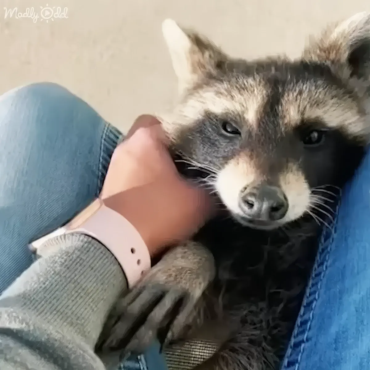 A raccoon rests on someone's lap, nestled comfortably, with a hand gently holding its paw.