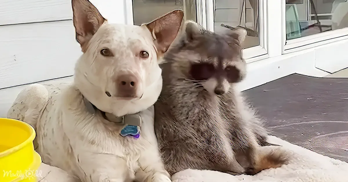 A white dog with brown spots and a gray cat are cuddling on a blanket near a yellow bowl.