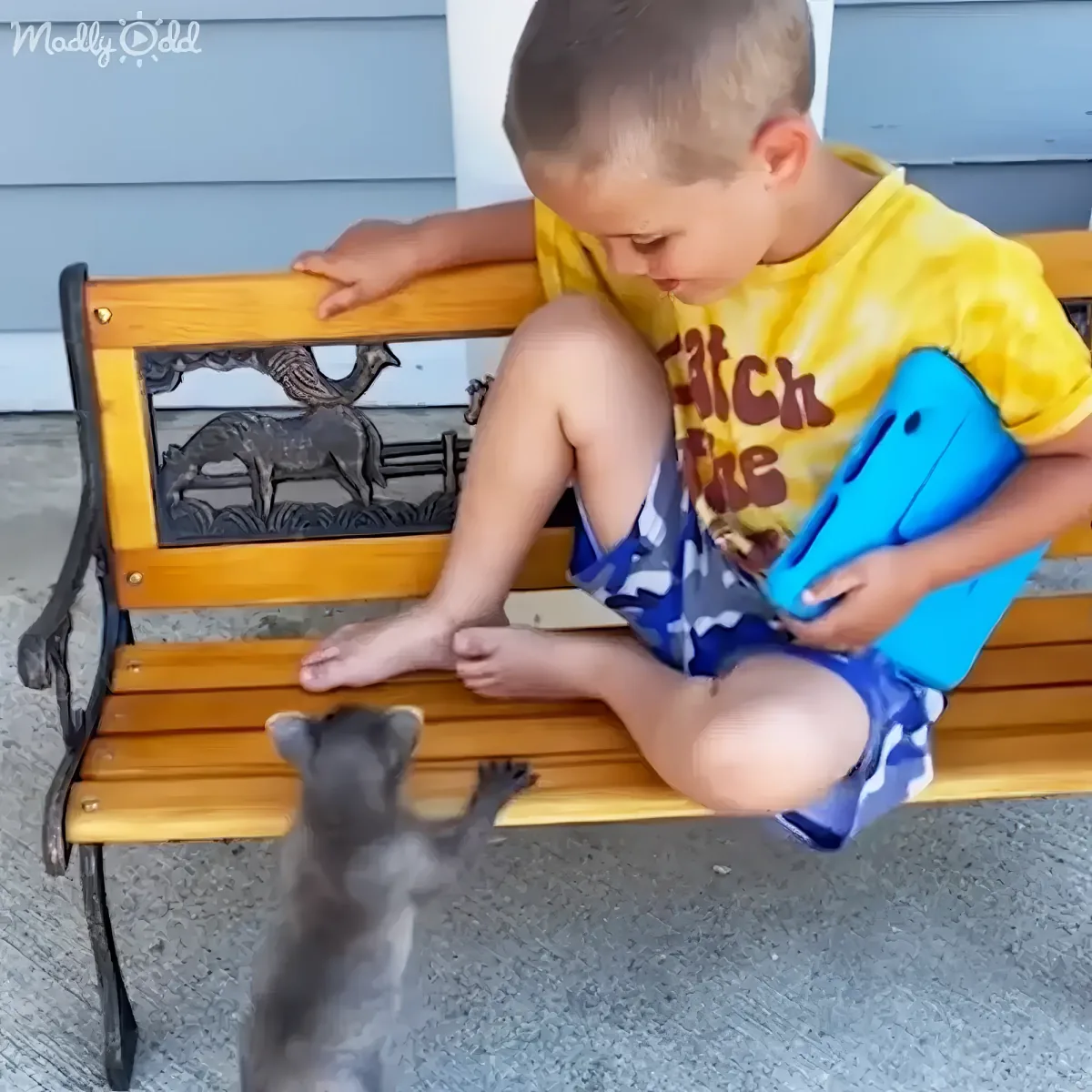 A young boy sits on a bench, holding a blue tablet, while a small gray kitten approaches him.