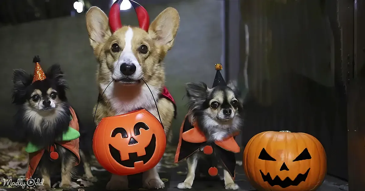 A Corgi in a devil costume holds a jack-o'-lantern bucket, flanked by two Chihuahuas in festive outfits.