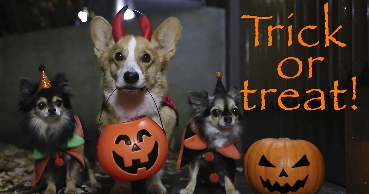Halloween Surprises Await With a Trick-or-Treating Corgi