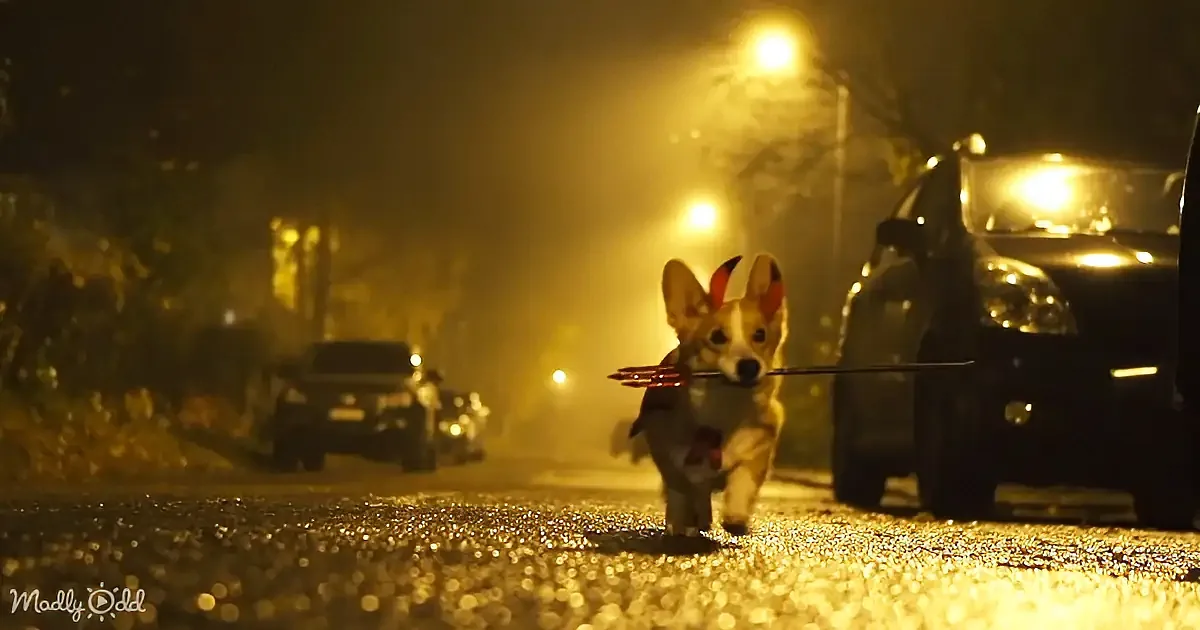 A corgi runs down a wet street at night, carrying a stick, with cars and streetlights in the background.