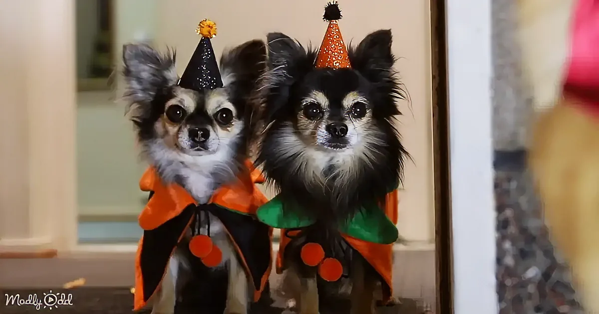 Two Chihuahuas in festive party hats and costumes stand side by side, looking directly at the camera.